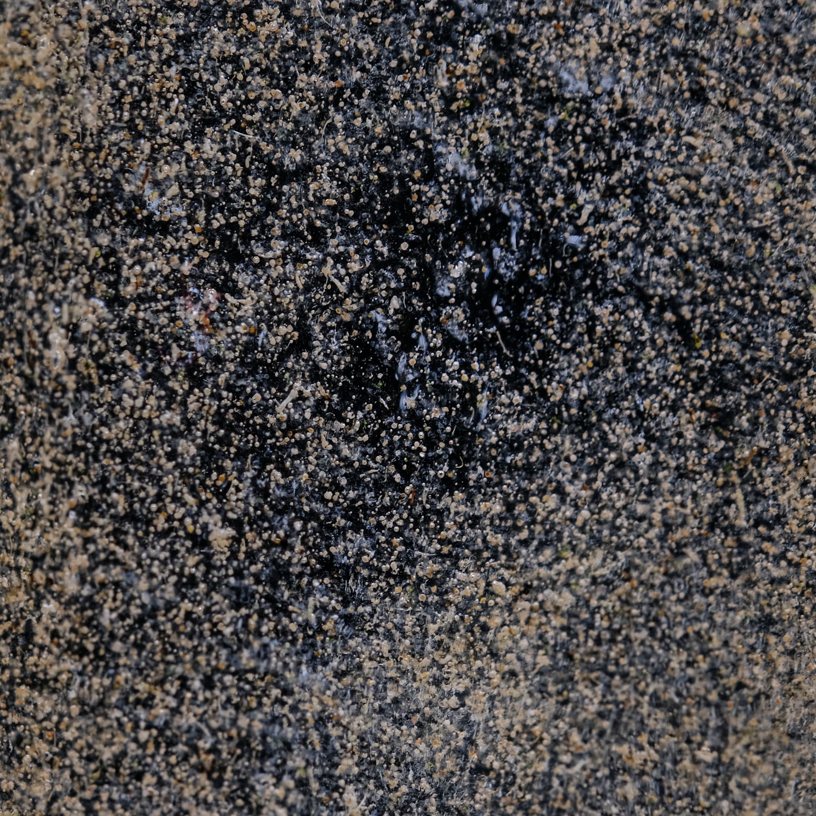 Haskap — Full Melt